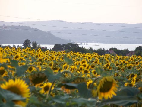 Napraforgótábla a Balaton fölött, háttérben a tó és a dombok